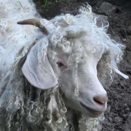 La Ferme Des Granges * Le Menil