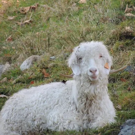 Bed & Breakfast La Ferme Des Granges