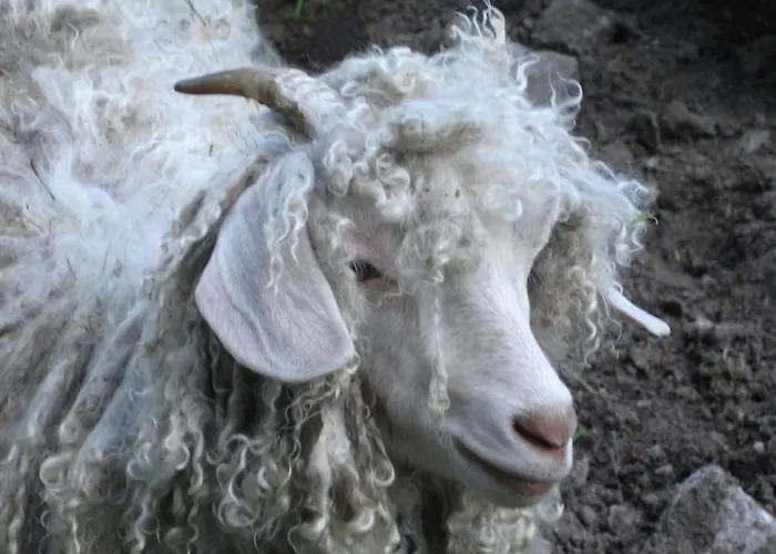 La Ferme Des Granges * Le Ménil